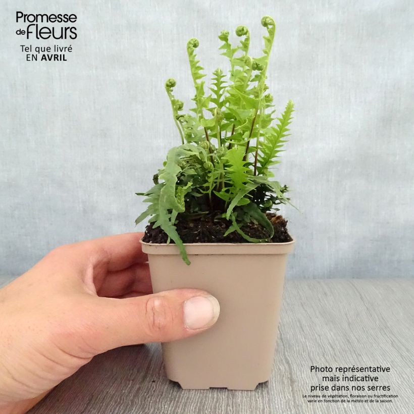 Example of Asplenium ebenoides - Drachenschwanzfarn Kleine Töpfe von 8/9 cm as you get in printemps