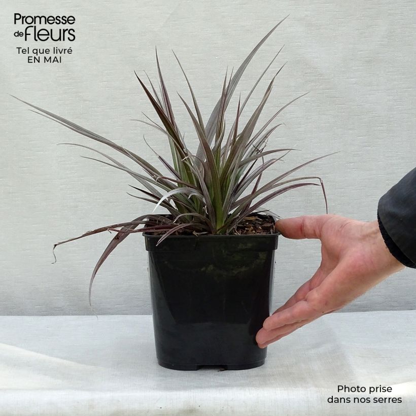 Example of Astelia Red Shadow - Astelie Topf mit 2L/3L as you get in printemps