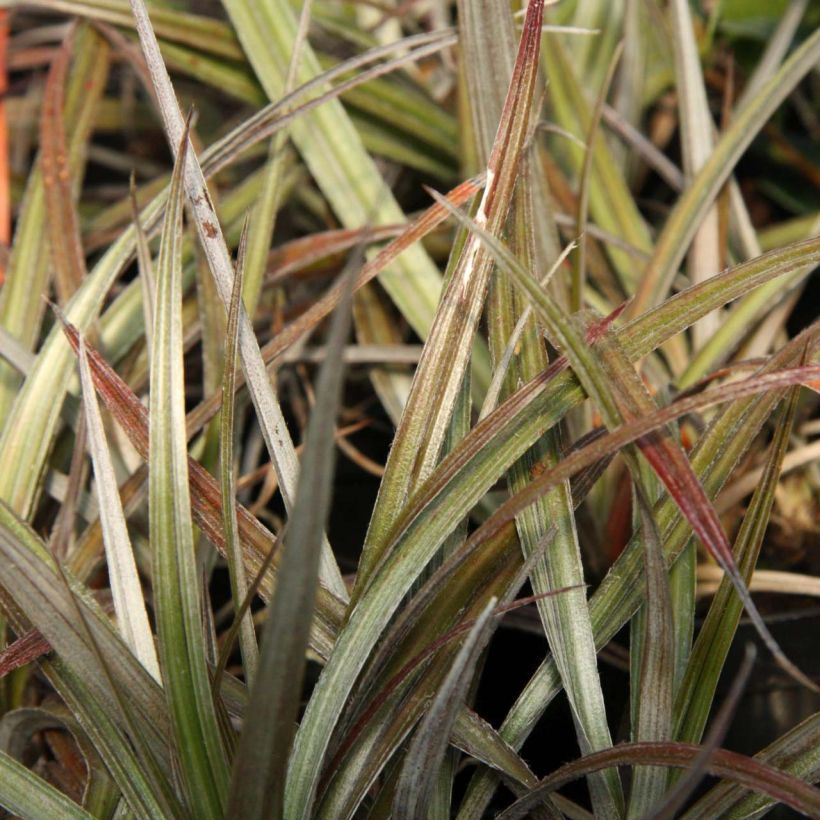 Astelia nivicola Red devil - Astelie (Foliage)