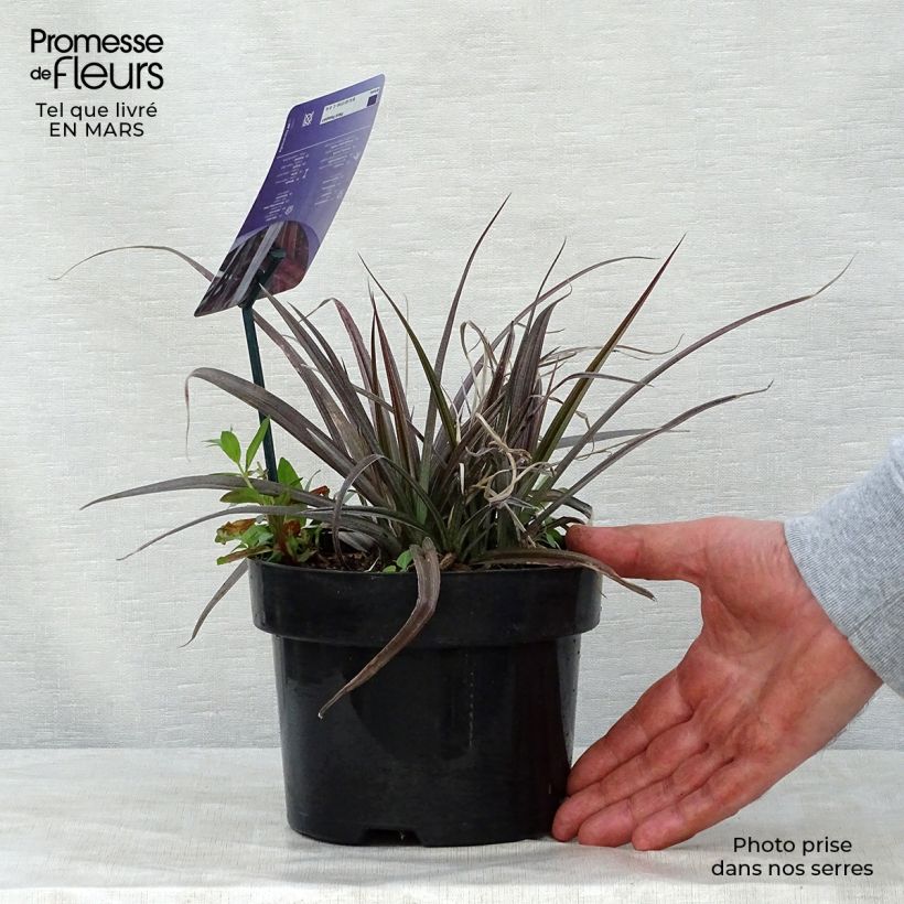 Example of Astelia nivicola Red devil - Astelie Topf mit 2L/3L as you get in printemps