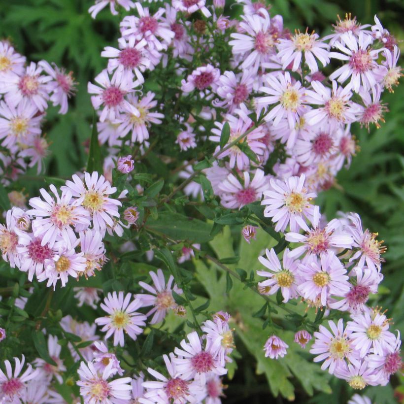 Aster lateriflorus Coombe Fishacre - Herbstaster (Wuchs)