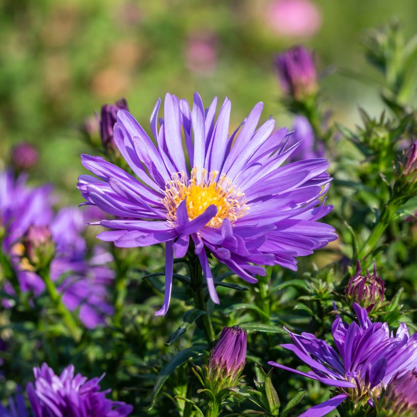 Aster ericoïdes Herfstweelde - Myrten Aster (Blüte)