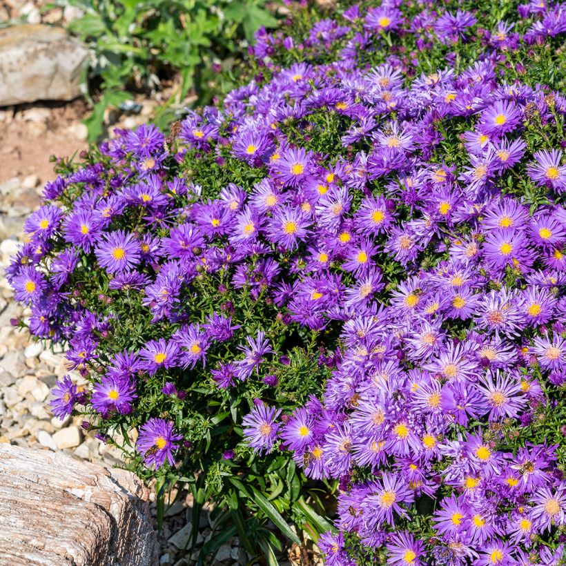 Aster ericoïdes Herfstweelde - Myrten Aster (Wuchs)