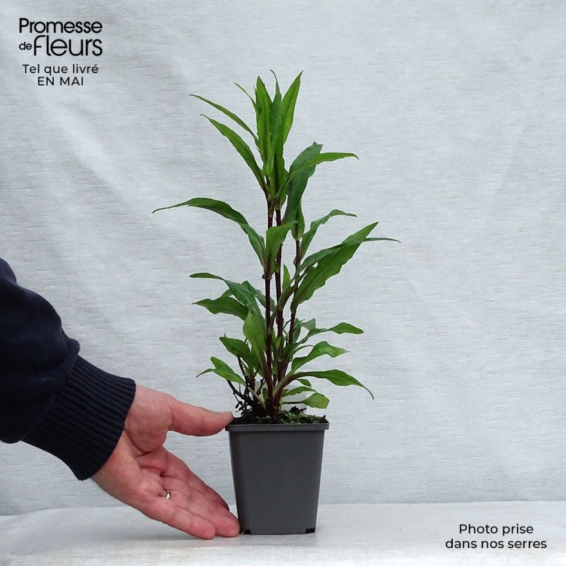 Example of Aster novi-belgii Fellowship - Glattblatt-Aster Kleine Töpfe von 8/9 cm as you get in printemps