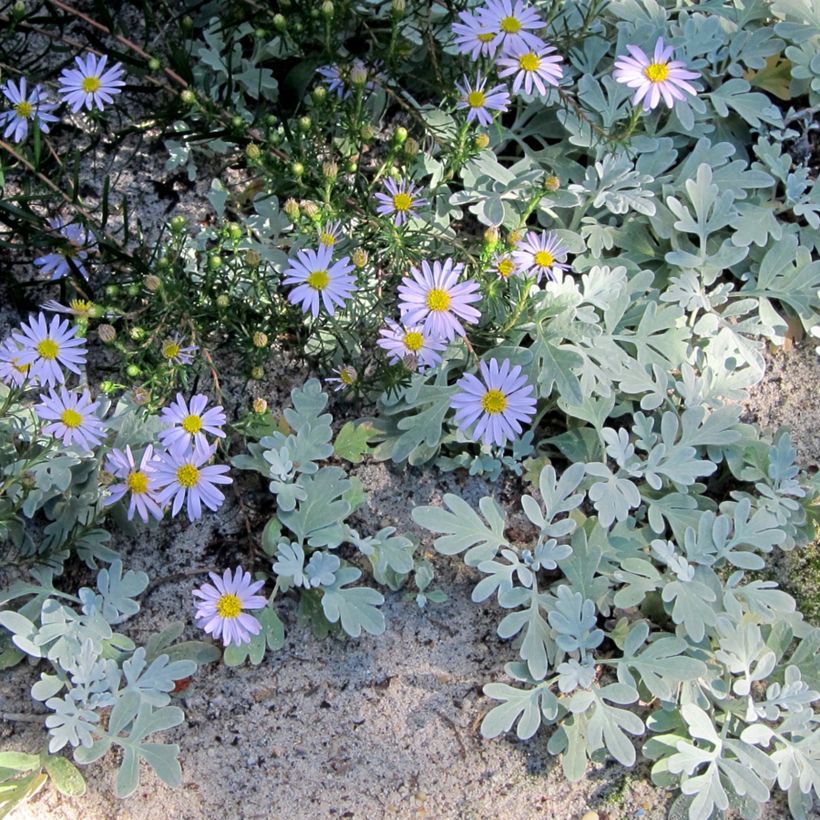 Aster linariifolius (Wuchs)