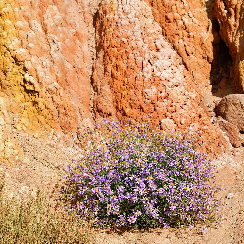 Aster sedifolius - Ödland-Aster (Wuchs)
