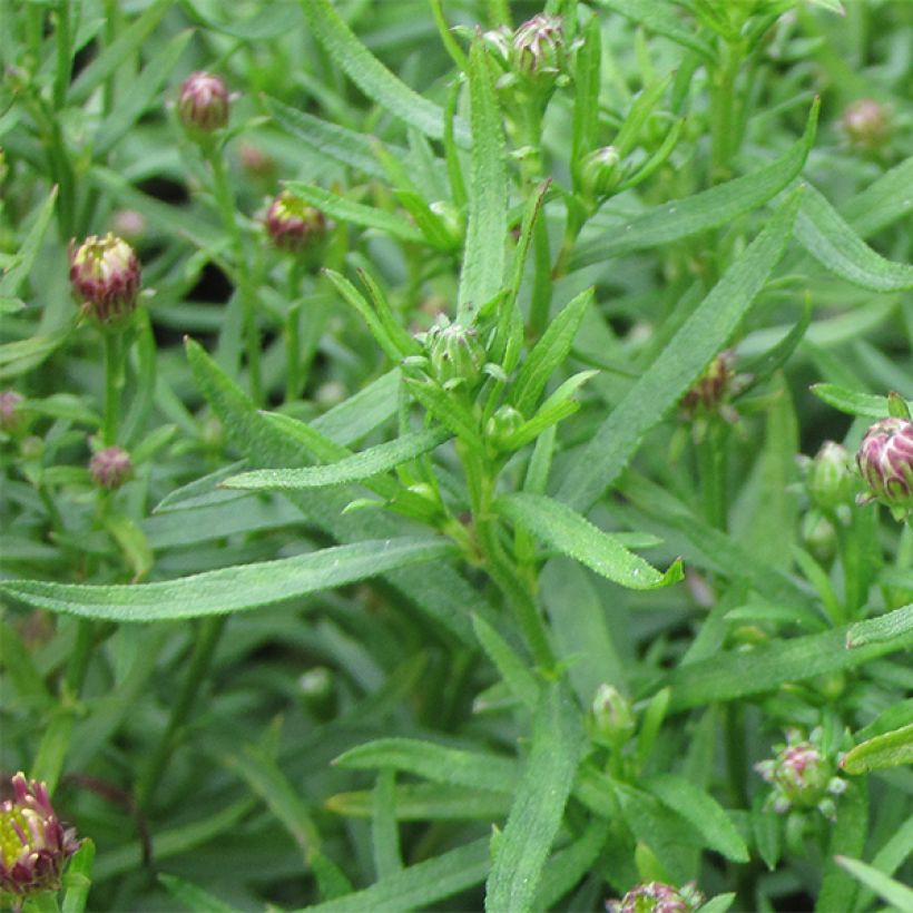 Aster ageratoides Adustus Nanus - Ageratum-ähnliche Aster (Foliage)