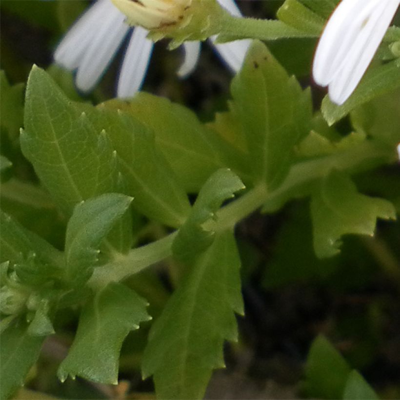 Aster ageratoides Ashvi - Ageratum-ähnliche Aster (Foliage)