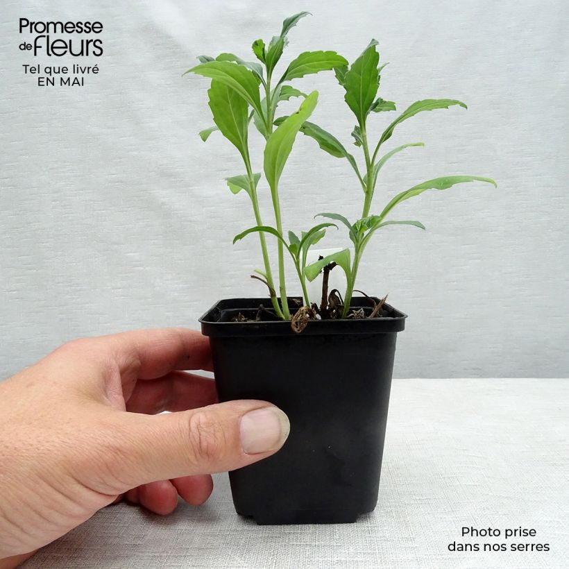 Example of Aster ageratoides Ashvi - Ageratum-ähnliche Aster Kleine Töpfe von 8/9 cm as you get in printemps