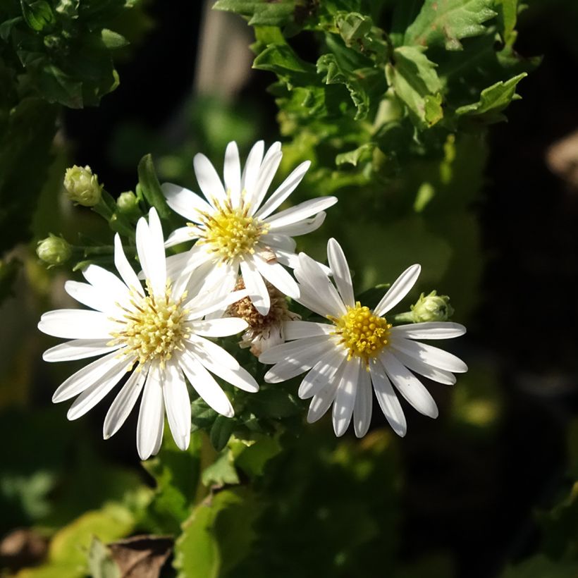 Aster ageratoides Ashvi - Ageratum-ähnliche Aster (Flowering)