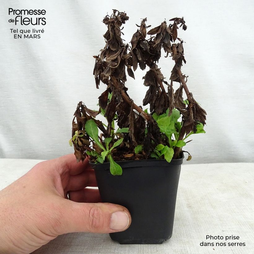 Exemplar von Aster ageratoides Asmoe - Ageratum-ähnliche Aster Kleine Töpfe von 8/9 cm wie im Frühjahr geliefert