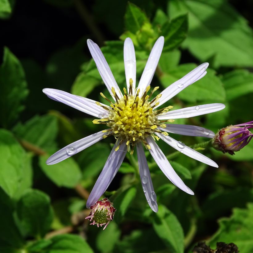Aster ageratoides Asran - Ageratum-ähnliche Aster (Flowering)