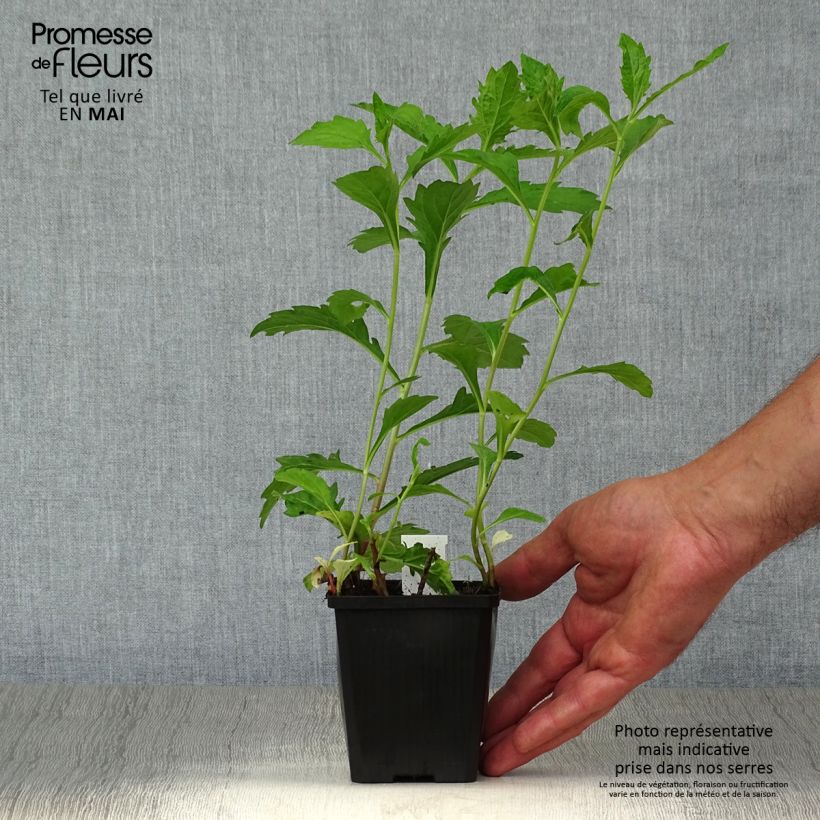 Example of Aster ageratoides Asran - Ageratum-ähnliche Aster Kleine Töpfe von 8/9 cm as you get in printemps