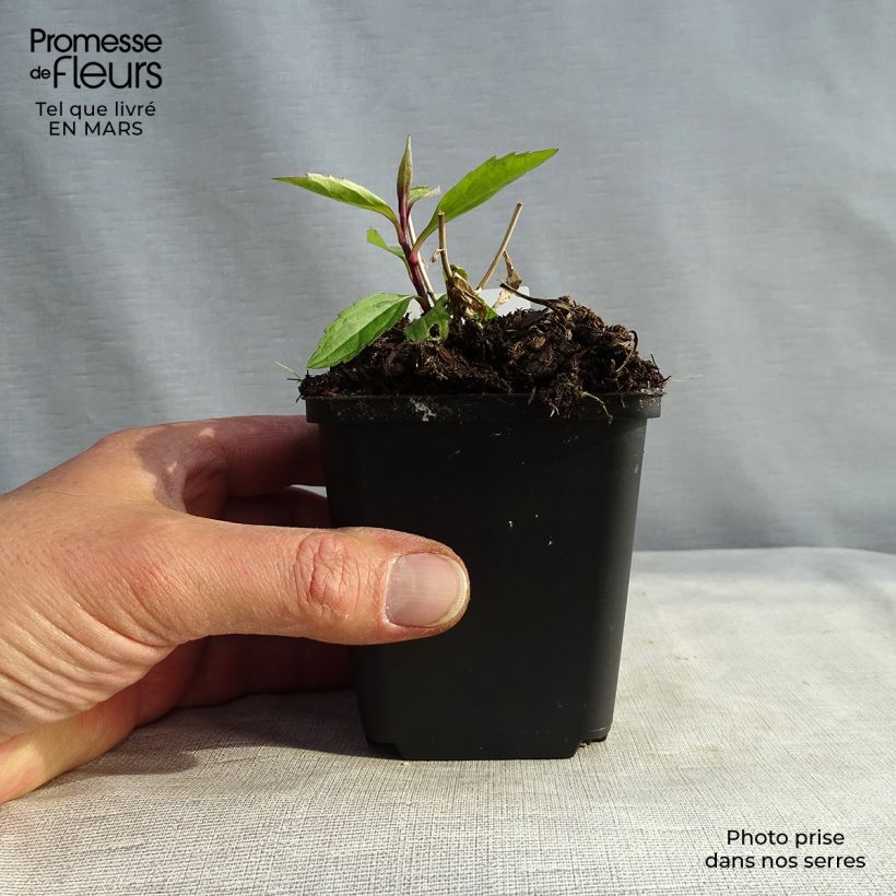 Example of Aster ageratoides Ezo Murasaki - Ageratum-ähnliche Aster Kleine Töpfe von 8/9 cm as you get in printemps