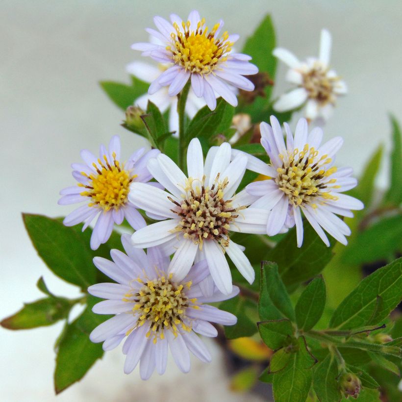 Aster ageratoides Stardust - Ageratum-ähnliche Aster (Flowering)