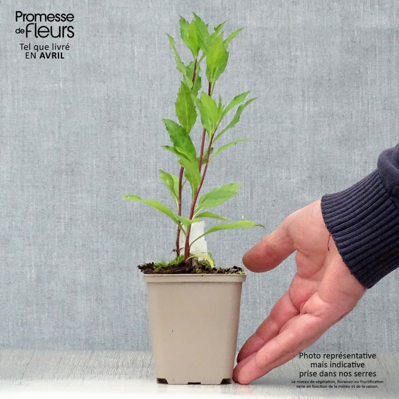 Example of Aster ageratoides Stardust - Ageratum-ähnliche Aster Kleine Töpfe von 8/9 cm as you get in printemps