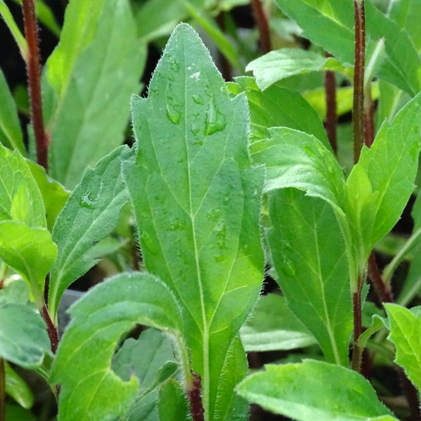 Aster ageratoides Stardust - Ageratum-ähnliche Aster (Foliage)