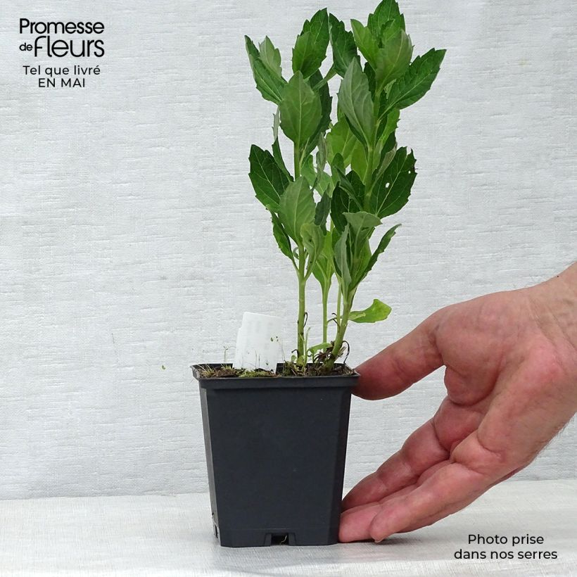 Exemplar von Aster ageratoides Starshine - Ageratum-ähnliche Aster Kleine Töpfe von 8/9 cm wie im Frühjahr geliefert