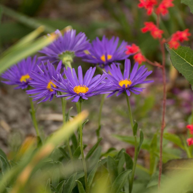 Aster alpinus Blue Beauty - Alpen-Aster (Wuchs)