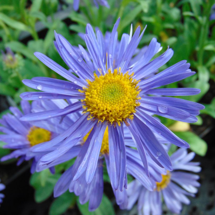 Aster alpinus Dunkle Schöne - Alpen-Aster (Flowering)