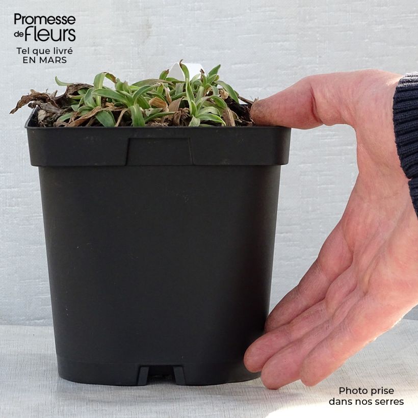 Example of Aster alpinus Dunkle Schöne - Alpen-Aster Topf mit 2L/3L as you get in printemps