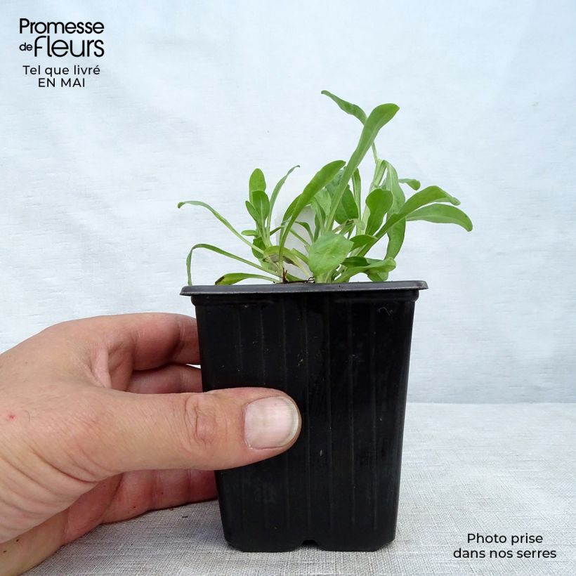 Example of Aster alpinus Dunkle Schöne - Alpen-Aster Kleine Töpfe von 8/9 cm as you get in printemps