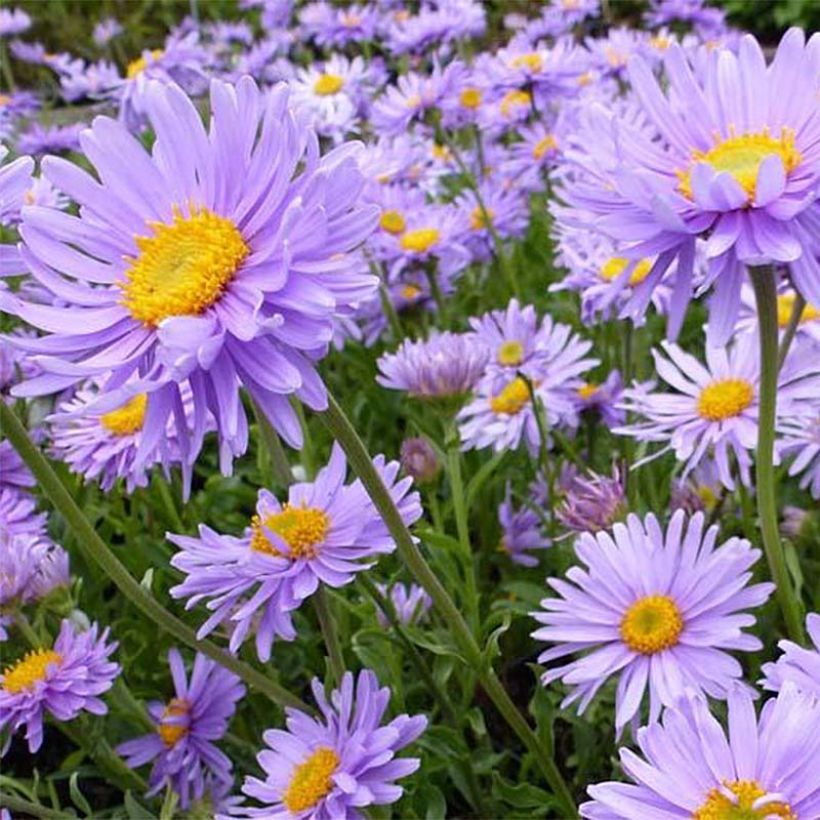 Aster alpinus Goliath - Alpen-Aster (Flowering)