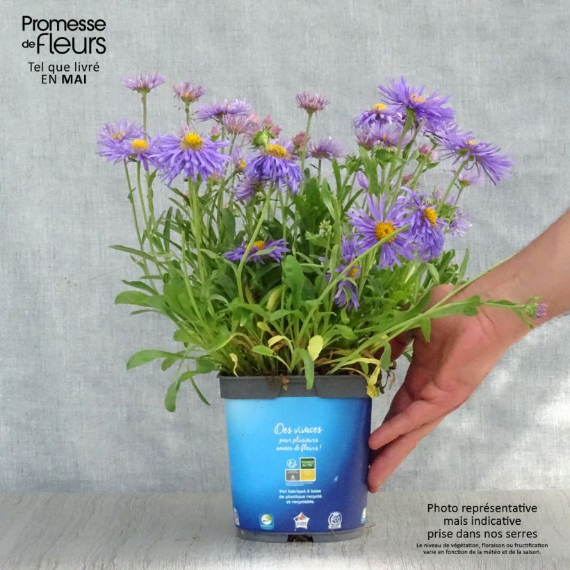 Example of Aster alpinus Goliath - Alpen-Aster Topf mit 2L/3L as you get in printemps