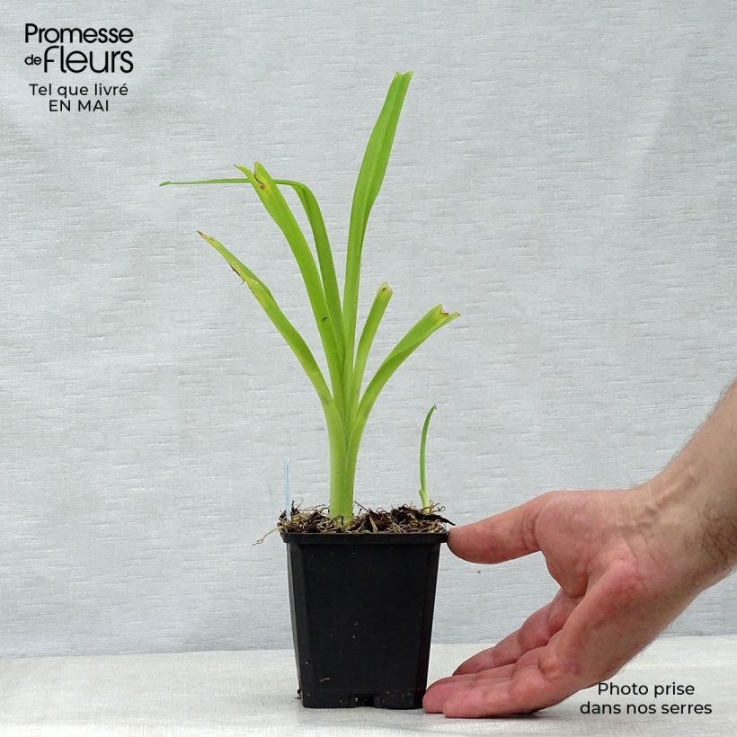 Example of Aster alpinus Goliath - Alpen-Aster Kleine Töpfe von 8/9 cm as you get in printemps