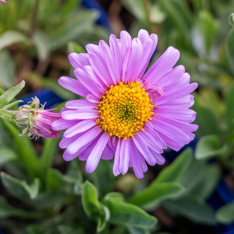 Aster alpinus Happy End - Alpen-Aster (Flowering)