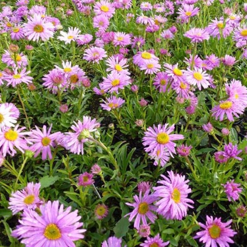 Aster alpinus Happy End - Alpen-Aster (Plant habit)