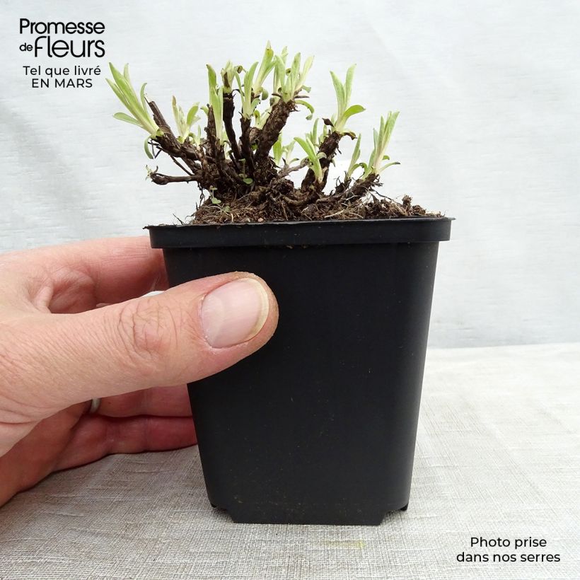 Example of Aster alpinus Happy End - Alpen-Aster Kleine Töpfe von 8/9 cm as you get in printemps