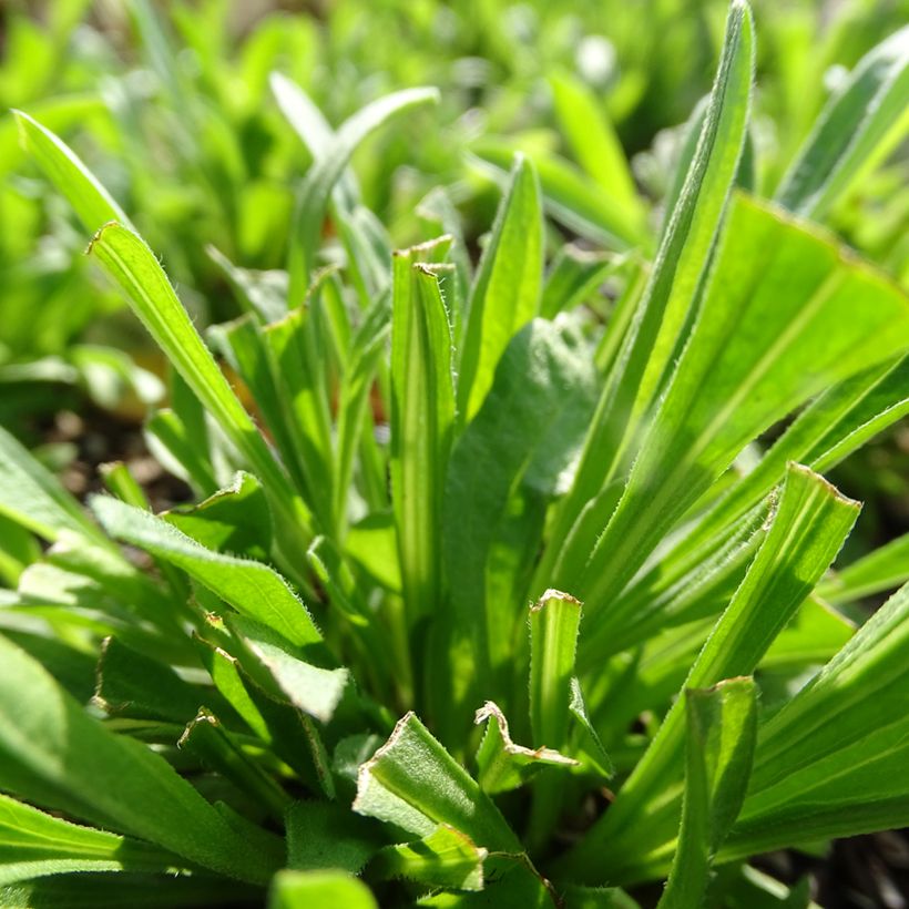 Aster alpinus Pinkie - Alpen-Aster (Foliage)