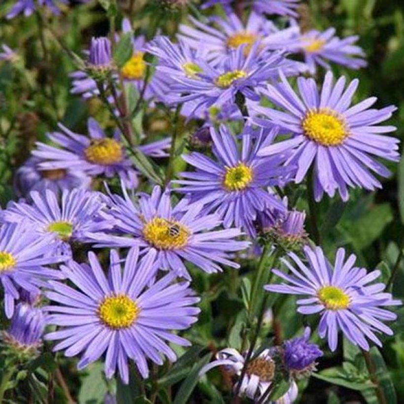 Aster amellus Dr Otto Petschek - Berg-Aster (Flowering)