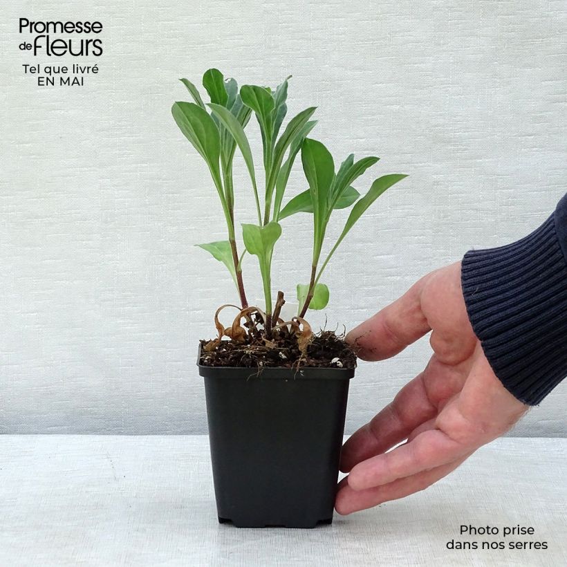 Example of Aster amellus Rosa Erfüllung - Berg-Aster Kleine Töpfe von 8/9 cm as you get in printemps