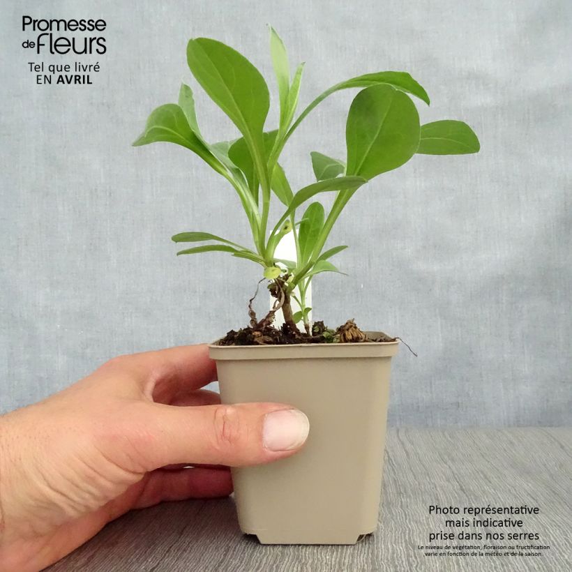 Example of Aster amellus Sonia - Berg-Aster Kleine Töpfe von 8/9 cm as you get in printemps