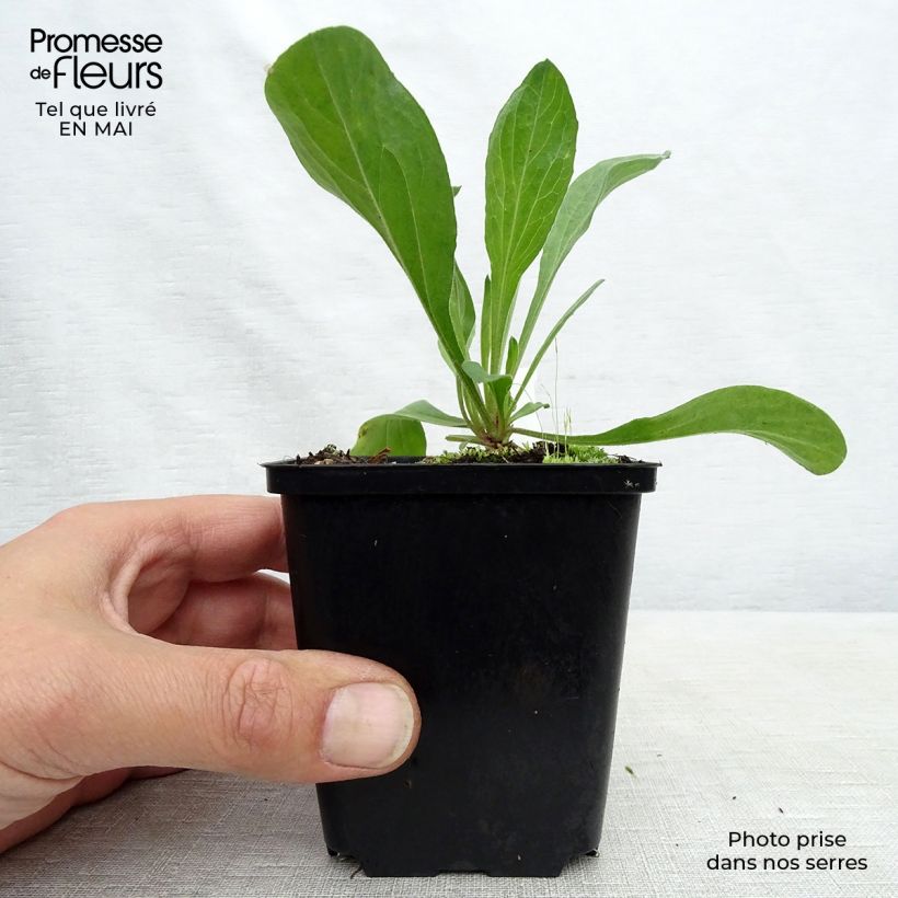 Example of Aster amellus Veilchenkönigin - Violet Queen - Berg-Aster Kleine Töpfe von 8/9 cm as you get in printemps