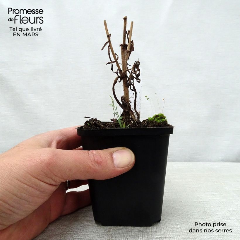 Example of Aster amethystinus Kylie - Aster Kleine Töpfe von 8/9 cm as you get in printemps