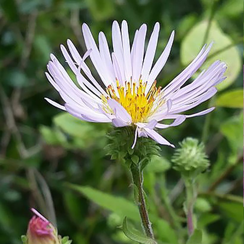 Aster carolinianus - Carolina Kletter-Aster (Blüte)
