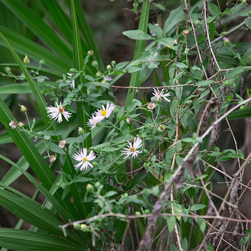 Aster carolinianus - Carolina Kletter-Aster (Wuchs)