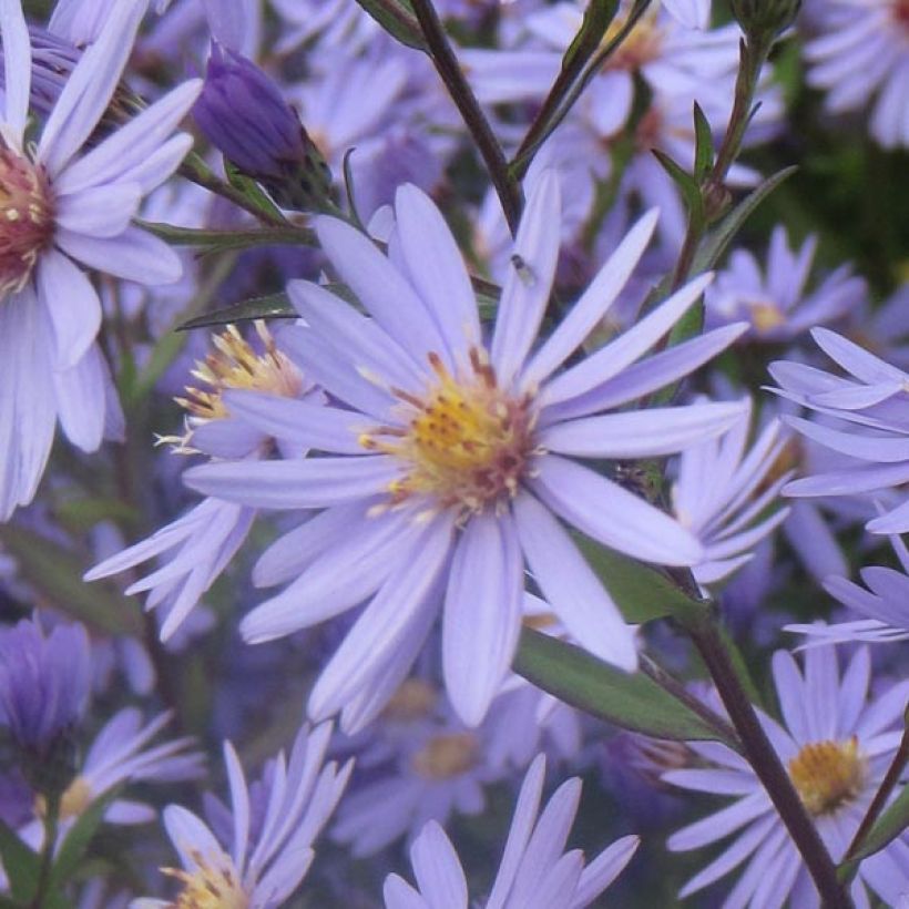 Aster cordifolius Blue Heaven - Schleieraster (Flowering)