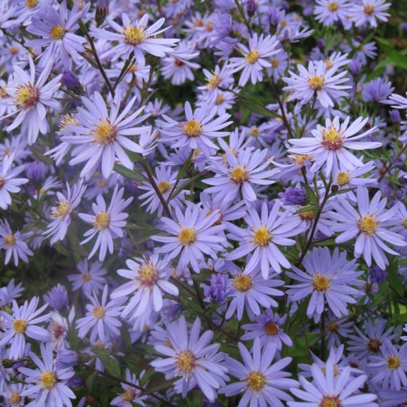 Aster cordifolius Blue Heaven - Schleieraster (Plant habit)