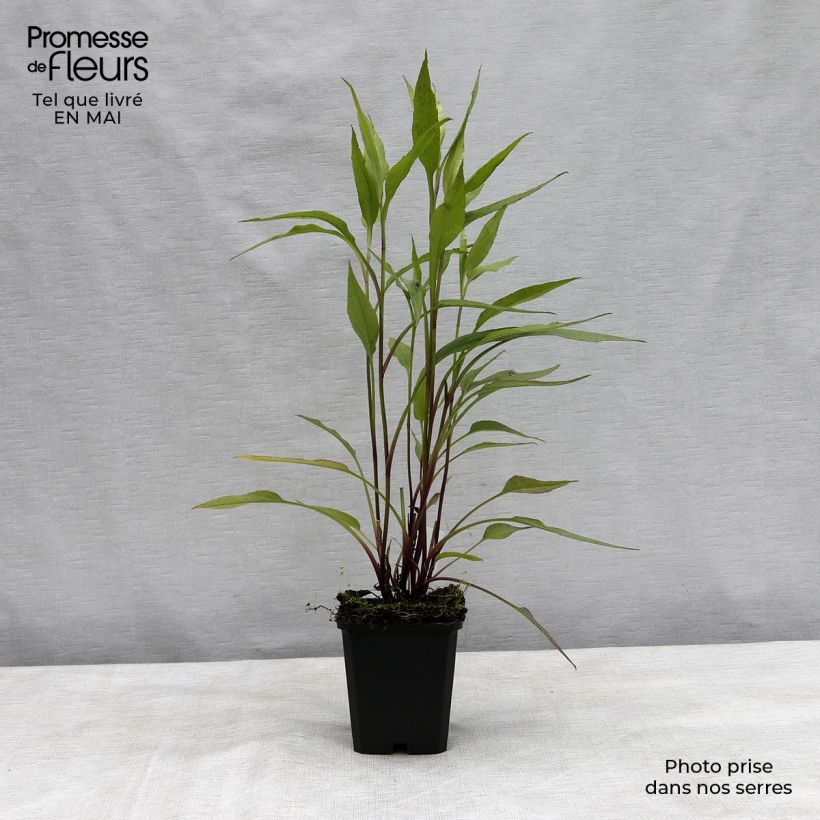 Example of Aster cordifolius Blue Heaven - Schleieraster Kleine Töpfe von 8/9 cm as you get in printemps