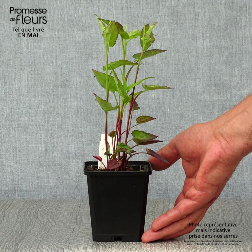 Exemplar von Aster cordifolius Idéal - Schleieraster Kleine Töpfe von 8/9 cm wie im Frühjahr geliefert