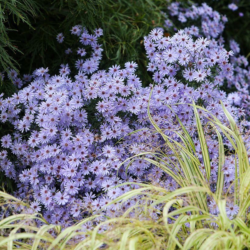 Aster cordifolius Little Carlow - Schleieraster (Wuchs)