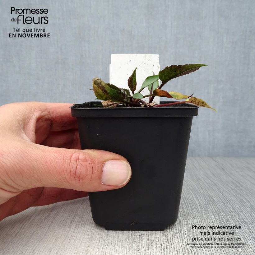 Exemplar von Aster cordifolius Little Carlow - Schleieraster Kleine Töpfe von 8/9 cm wie im Herbst geliefert