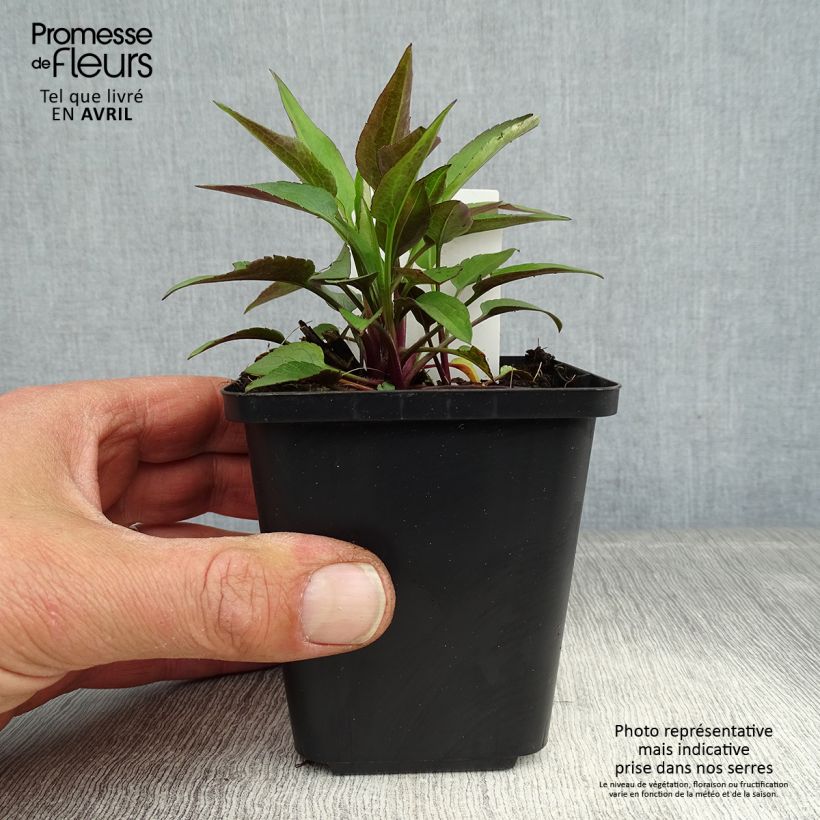 Exemplar von Aster cordifolius Little Carlow - Schleieraster Kleine Töpfe von 8/9 cm wie im Frühjahr geliefert