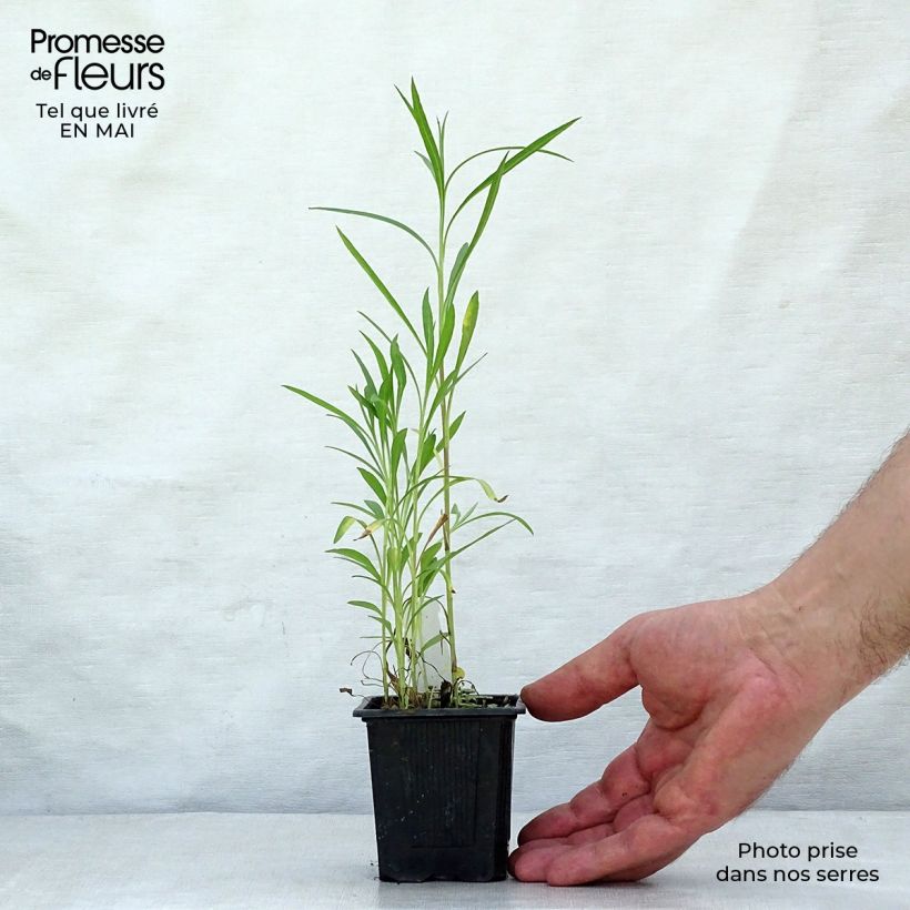 Exemplar von Aster datschii Kleine Töpfe von 8/9 cm wie im Frühjahr geliefert