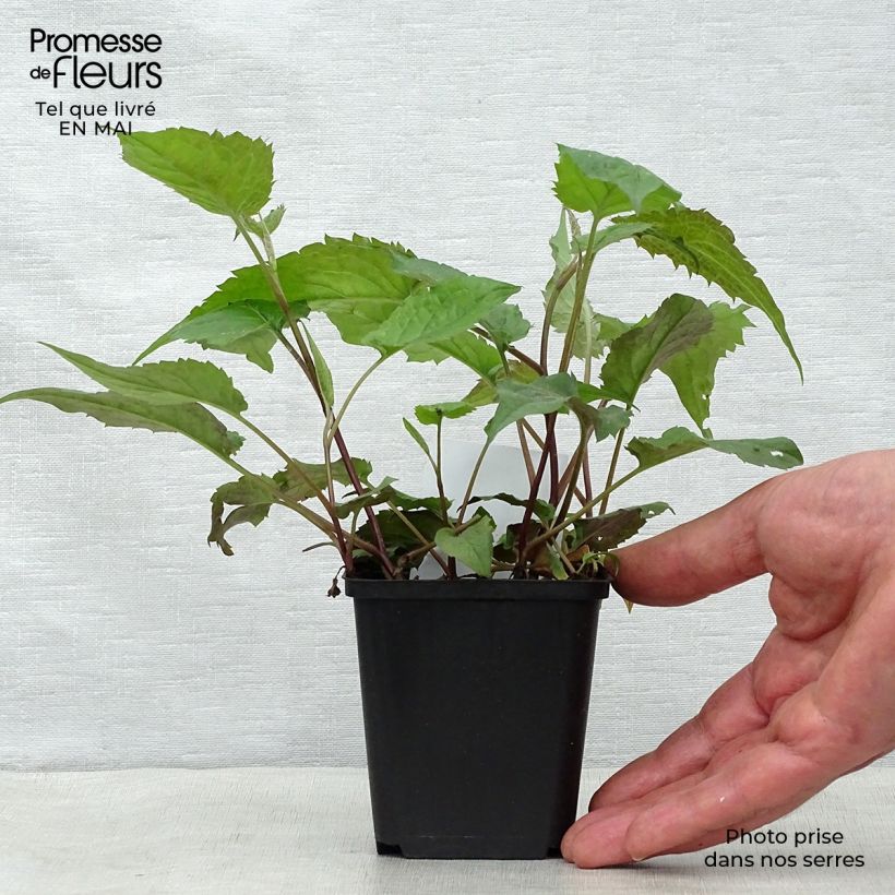 Exemplar von Aster divaricatus - Weiße Wald-Aster Kleine Töpfe von 8/9 cm wie im Frühjahr geliefert