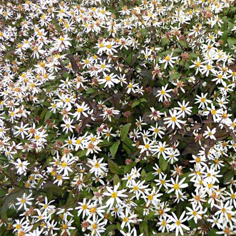 Aster divaricatus Beth Chatto - Weiße Wald-Aster (Flowering)